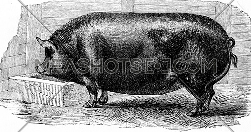 Pig, vintage engraved illustration. Natural History of Animals, 1880.
