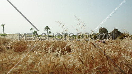 Long shot for barley fields while farmers working at day.