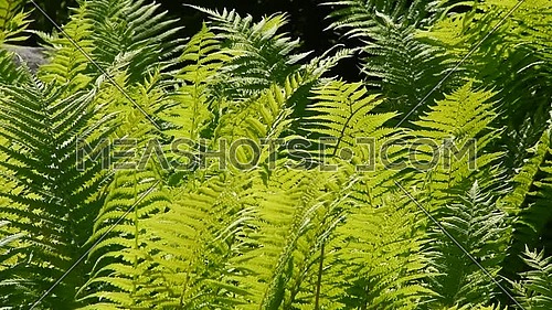 Close up green fern leaves shaking in the wind over dark background, low angle view