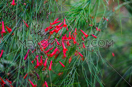 small bell flowers in red