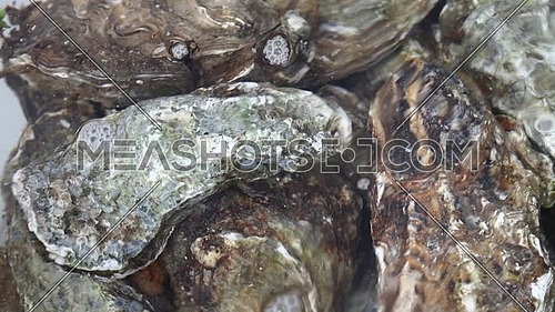 Close up group of several big fresh oysters in running clear water, elevated high angle view