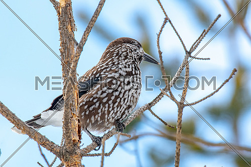 Spotted nutcracker (Nucifraga caryocatactes) on the perch in winter forest.