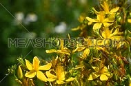 Chelidonium, celandine, kilwort flowers in wind, close up
