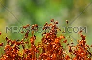 Common brown haircap moss (Polytrichum commune) slow moving after rain, close up