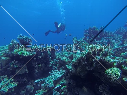 Underwater shot diving in Dahab in Egypt.