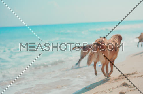 Golden Retriever dogs running on the beach - Alexa