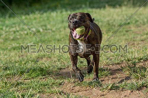 Pitbull  running with a ball. Selective focus on the dog