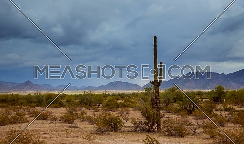Panorama Saguaro Cactus in desert mountains on skyline of Phoenix, Arizona