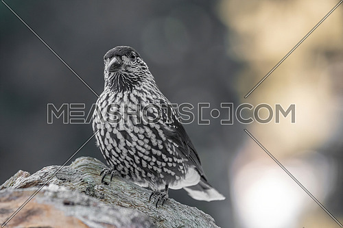Spotted Nutcracker (Nucifraga caryocatactes) on the perch in winter forest.