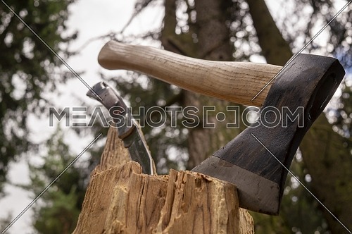 Chopper or axe standing upright in an old tree stump outdoors against a woodland background in spring