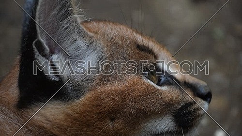 Extreme, close up side profile portrait of one cute baby caracal kitten looking away alerted, low angle view