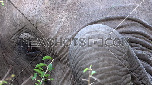 Tight shot of an elephants eye