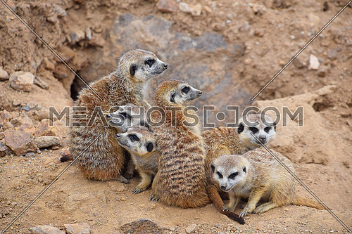 Close up portrait of meerkat family looking away