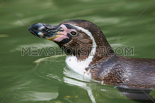 Close up portrait of Humboldt penguin (Spheniscus humboldti) Wildlife photo