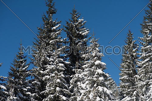 winter landscape in forest at sunset with fresh snow and clear blue sky