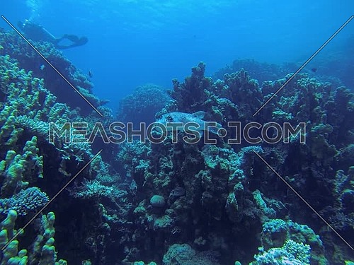 Underwater shot diving in Dahab in Egypt.