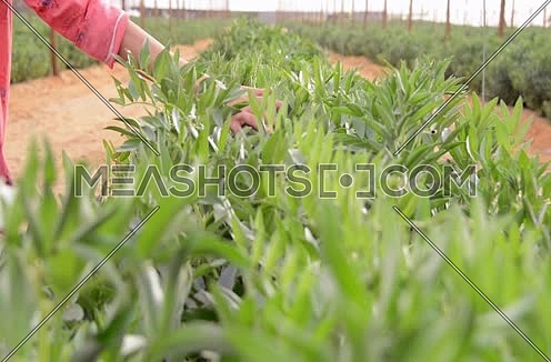 female farmer hands on crops agricultural concept