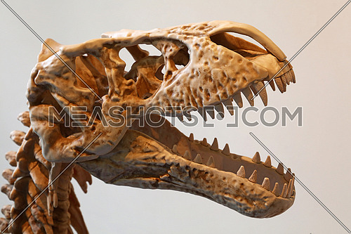 Close up replica skeleton head of Tyrannosaurus rex or T rex, with open mouth full of teeth, profile, side view