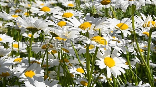 Close up white garden chamomile daisy (Matricaria) flowers shaking in the wind over green background, low angle view
