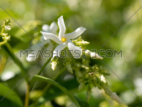 Beautiful blooming jasmine branch with white flowers at sunlight in summer sunny day