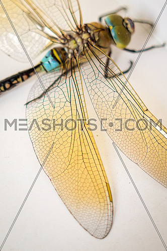 Anisoptera Dragonfly close up on nutral background