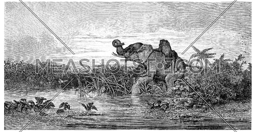 Salon painting. Elephant attack by two lions, vintage engraved illustration. Magasin Pittoresque 1875.
