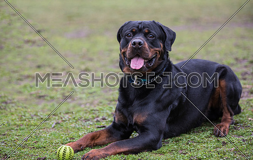 Rottweiler black relaxes in the park