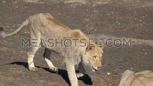Scene as two young lions interact with each other