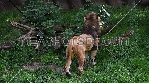 Close up rear view of one male lion standing and turning head looking alerted at camera and away over background of green grass, high angle view