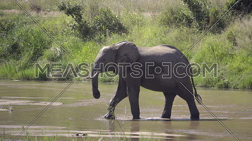 View of a bull elephant walking across a river