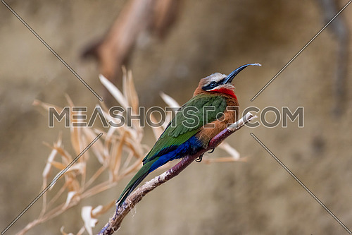 White fronted Bee eater,Specie Merops bullockoides family of Meropidae