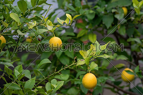 Bunch of fresh ripe lemons on a lemon tree branch in garden.