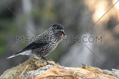 Spotted Nutcracker (Nucifraga caryocatactes) with a nut in her beak