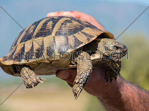 Spur thighed turtle (Testudo graeca) in natural habitat