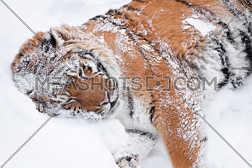 Close up one young female Amur (Siberian) tiger playing and rolling in fresh white snow sunny winter day, high angle view
