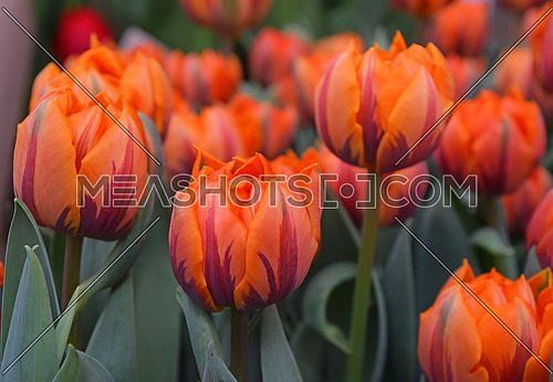 Fresh springtime orange, brown and purple tulip flowers with green leaves growing in field, close up, high angle view