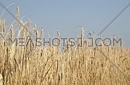 Field of ripe mature wheat full ears spikes shaking in the wind under clear blue sky