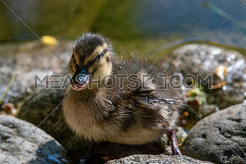 Close up of a newborn Mallard Duck chick (Anas platyrhynchos)