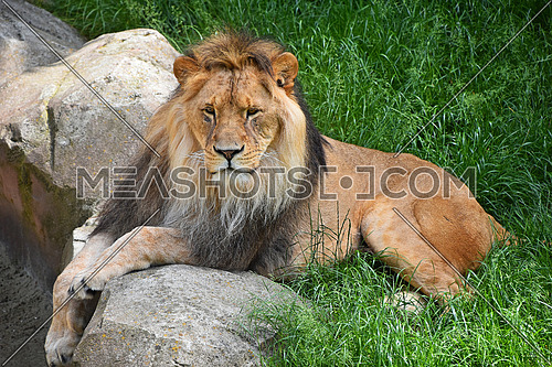 Full length portrait of one African lion resting on ground in green grass among rocks and looking at camera, high angle front view