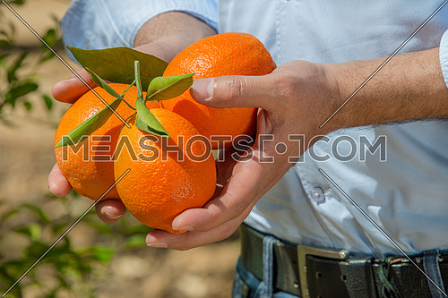 A farmer holding oranges in his hands
