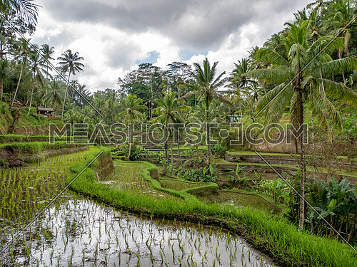 Beautiful rice terraces in the morning light near Tegallalang village, Ubud, Bali