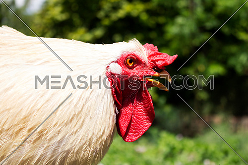Rooster With White Feathers and Big Red Comb in Nature