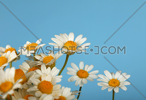 Close up bouquet of fresh white chamomile daisy flowers over blue background, high angle side view