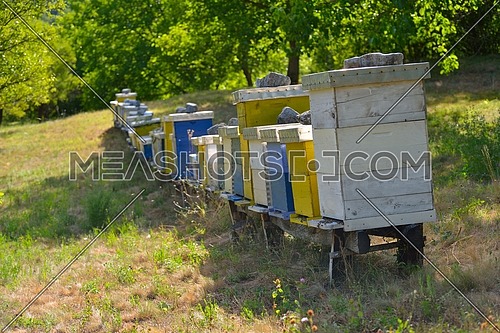 honey bee worker  farm animal  home in nature representing health medicine and organic food concept