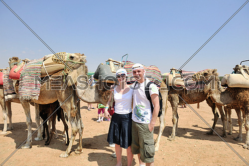 wild camel animal on tourist safari tour