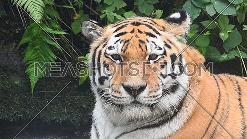 Close up portrait of one mature Amur Siberian tiger male in water, looking at camera, low angle view