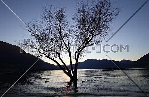 Serene sunset on a lake in the mountains with tree in the water and mallard ducks swimming by