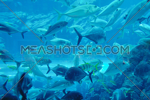 blue background ocean underwater aquarium with fishes and reef