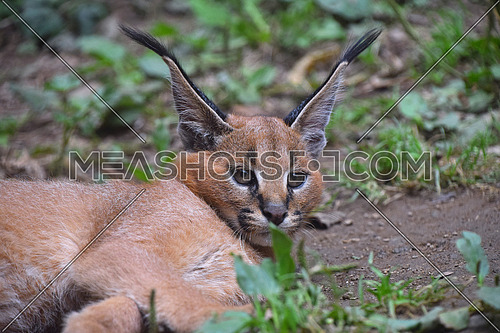 Close up portrait of one cute baby caracal kitten looking at camera, low angle view