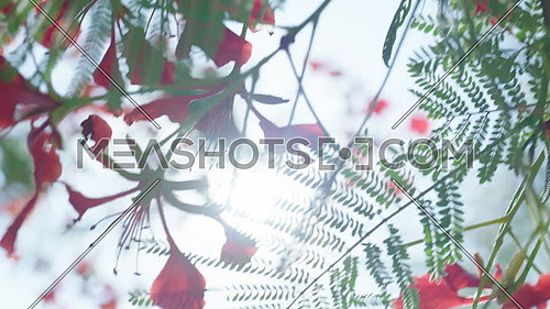 Close up for Tree leaves and Flowers with sun flare at day.